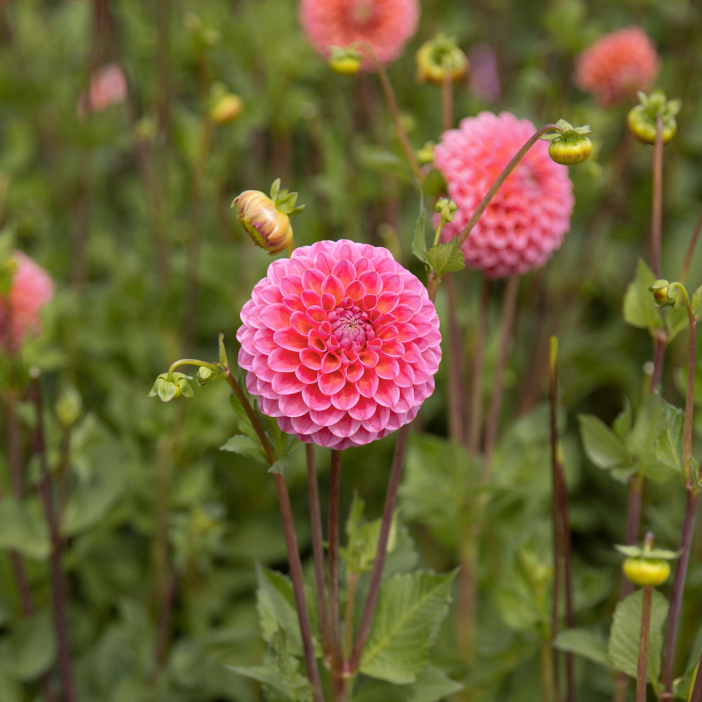 Dahlia 'Dikara SuperB'
