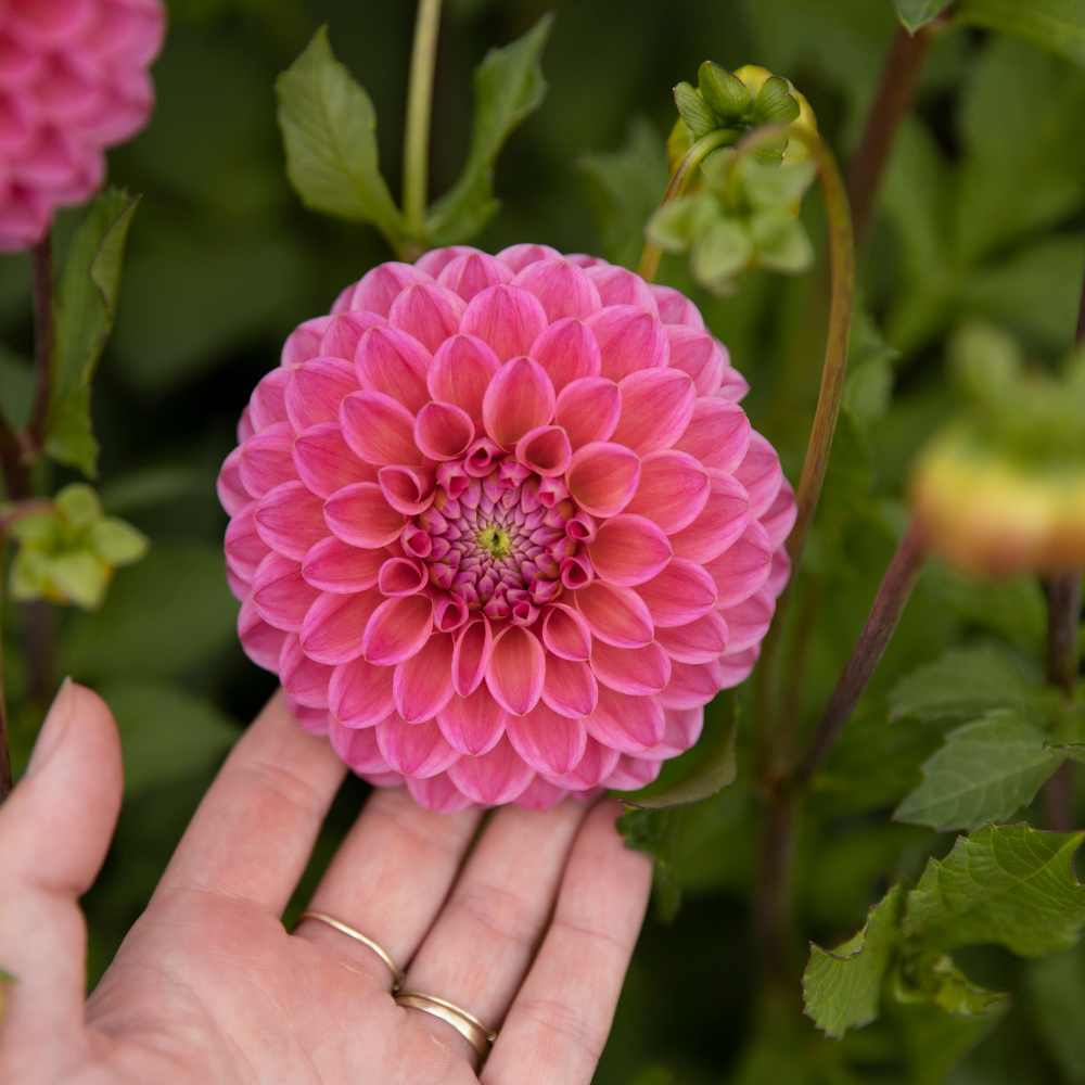 Dahlia 'Dikara SuperB'