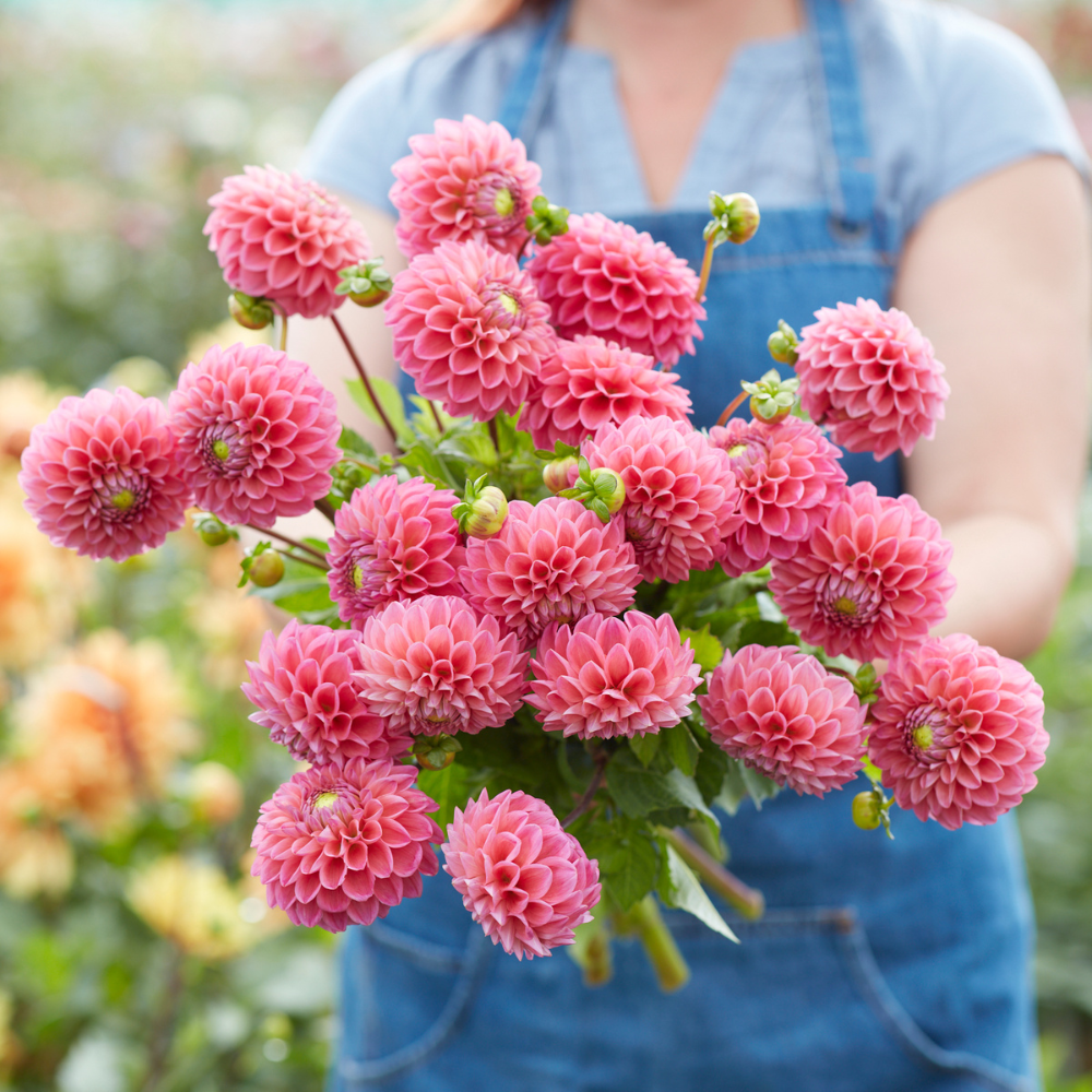Dahlia 'Dikara SuperB'