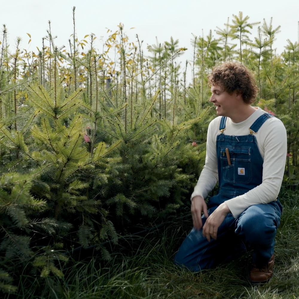 Poivre du Sichuan - Racines nues