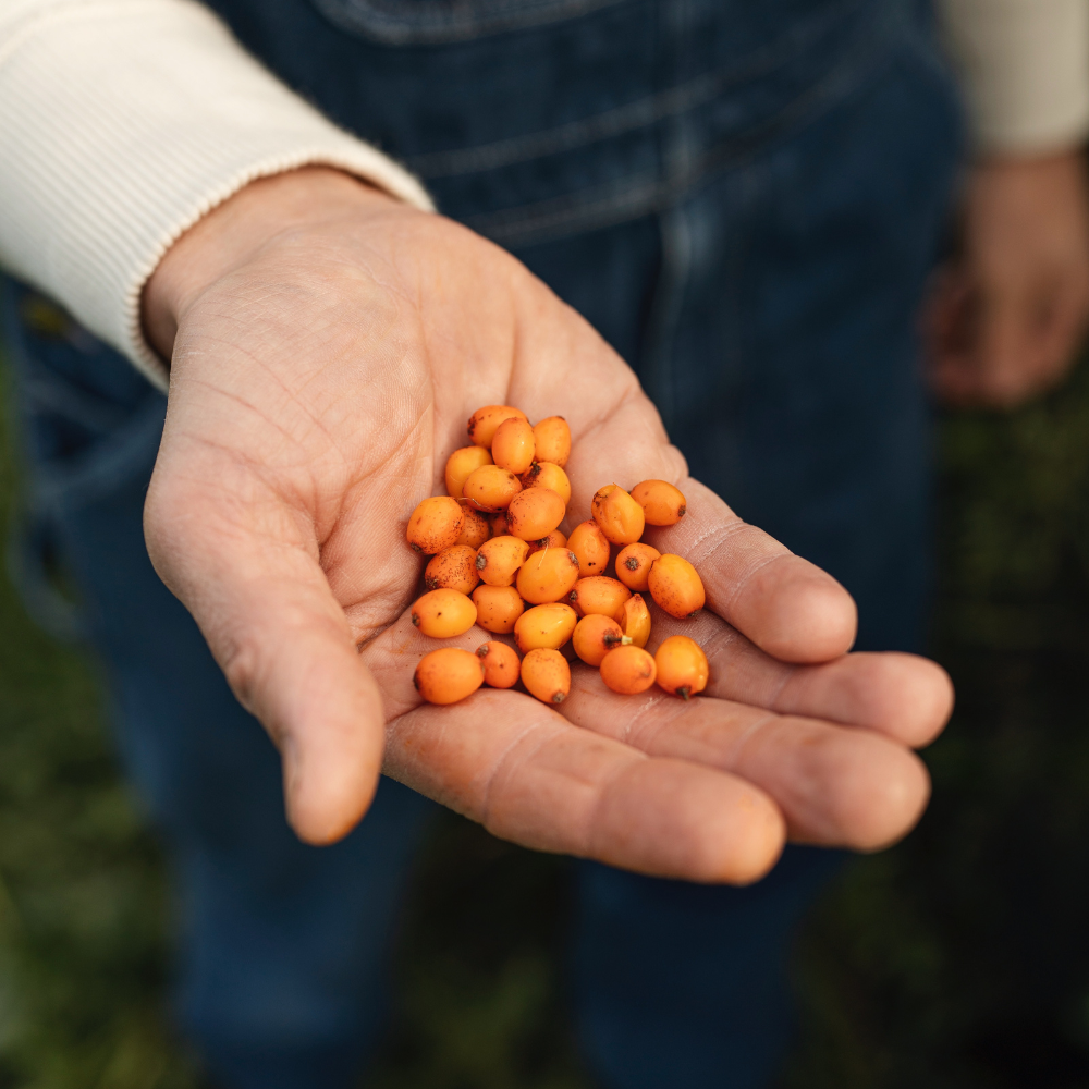 Duindoorn pakket BIO