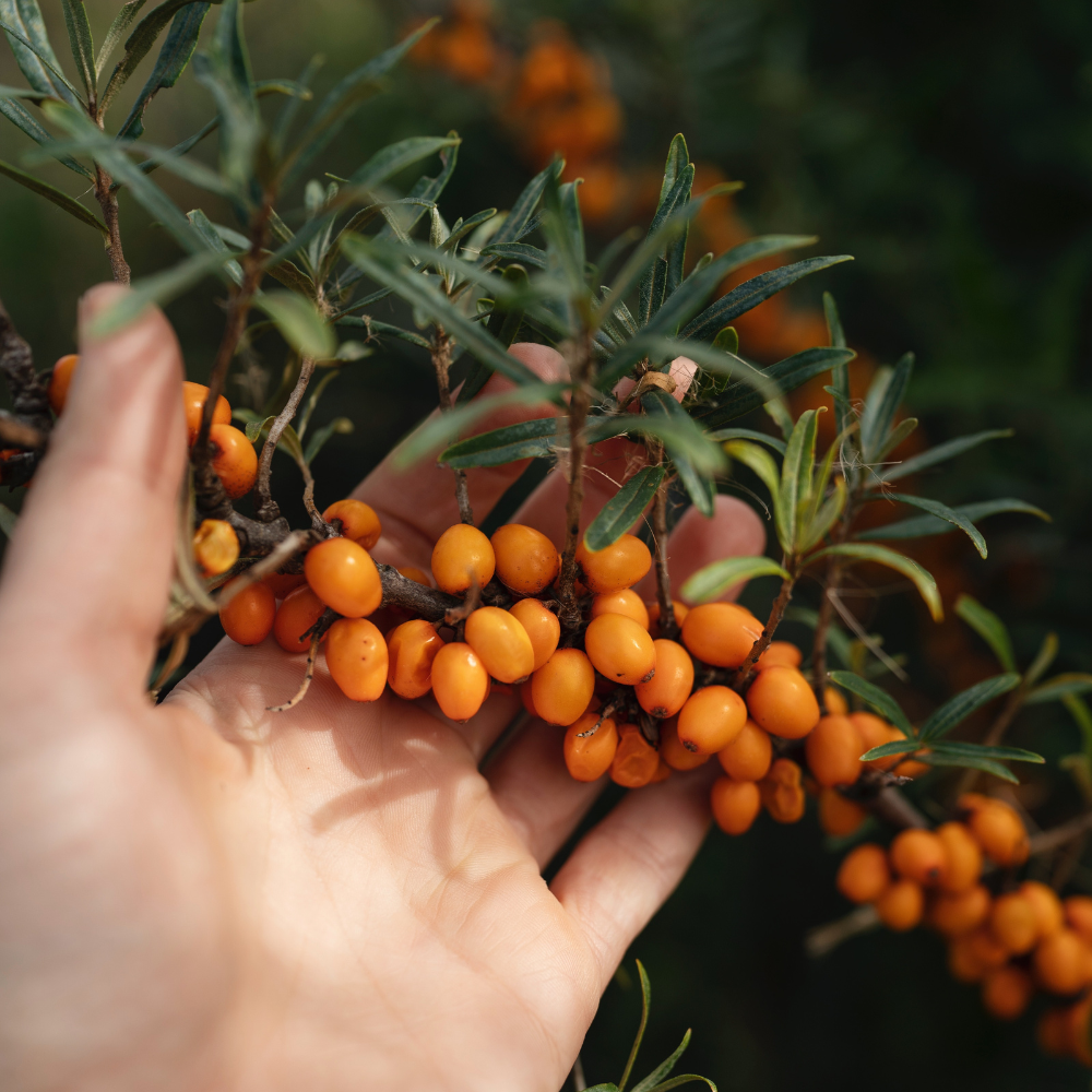 Duindoorn pakket BIO