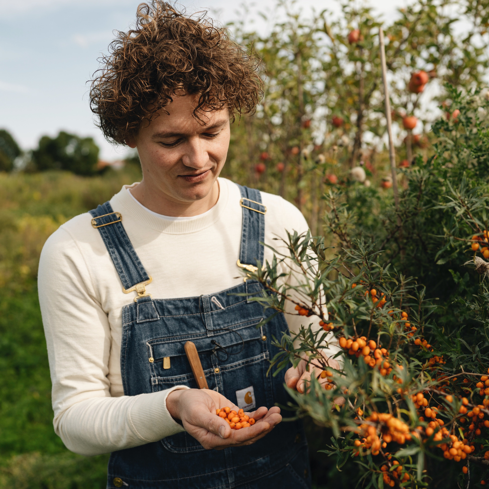 Duindoorn pakket BIO