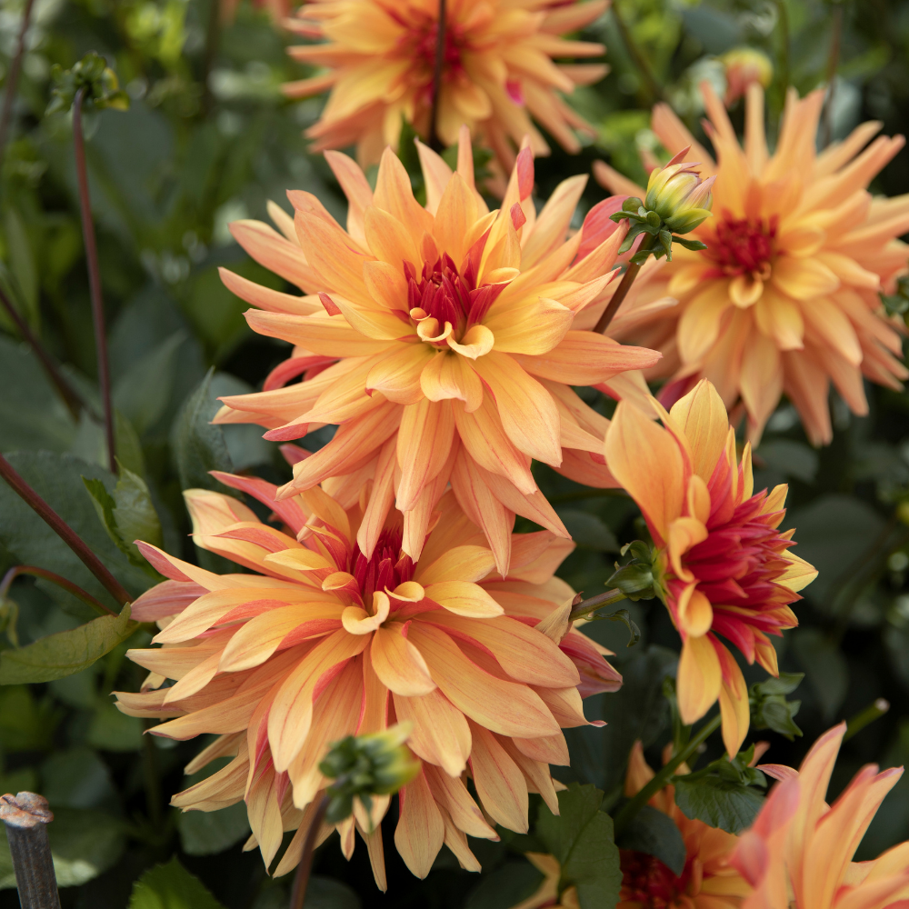 Dahlia 'Espacio'