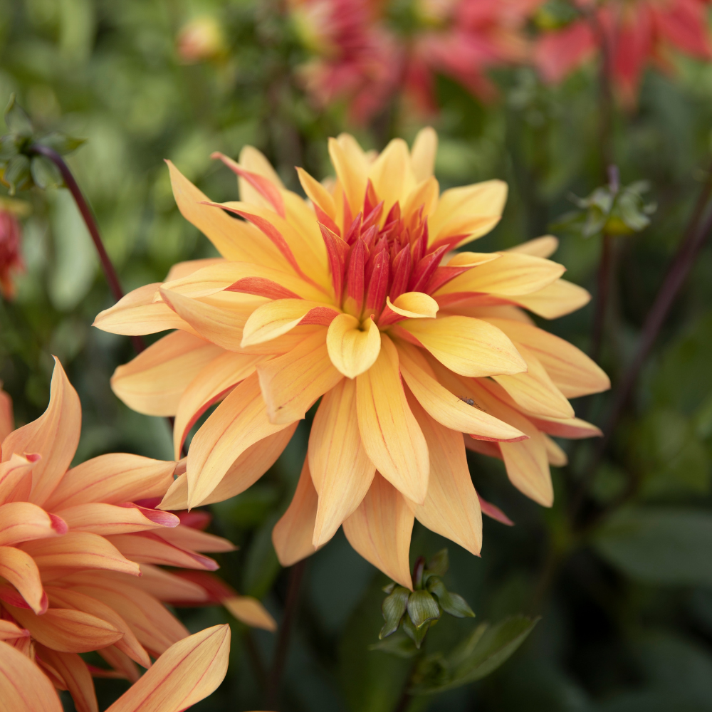 Dahlia 'Espacio'