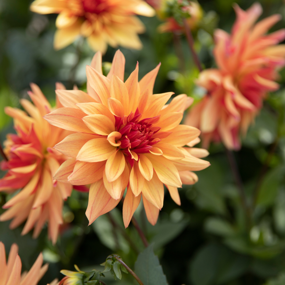 Dahlia 'Espacio'