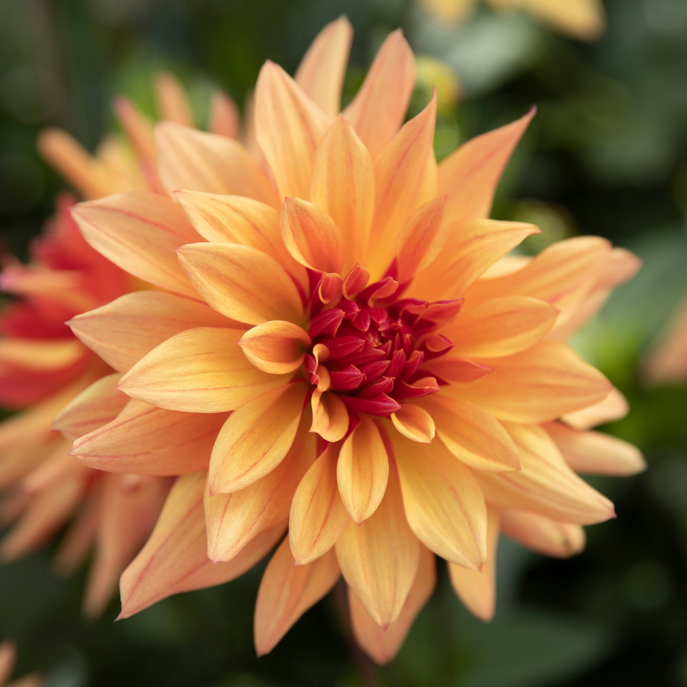 Dahlia 'Espacio'
