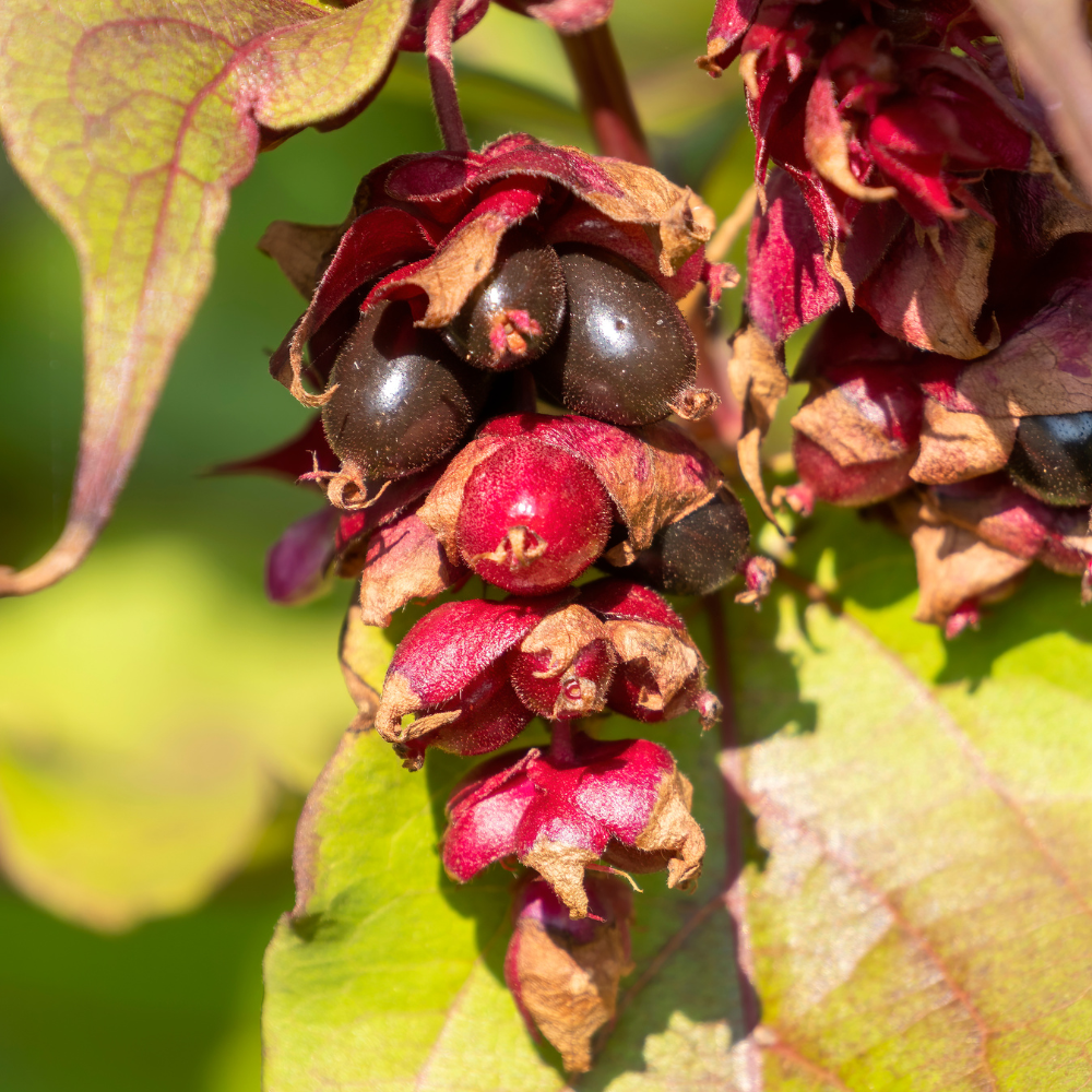 Baie de faisan - Racines nues