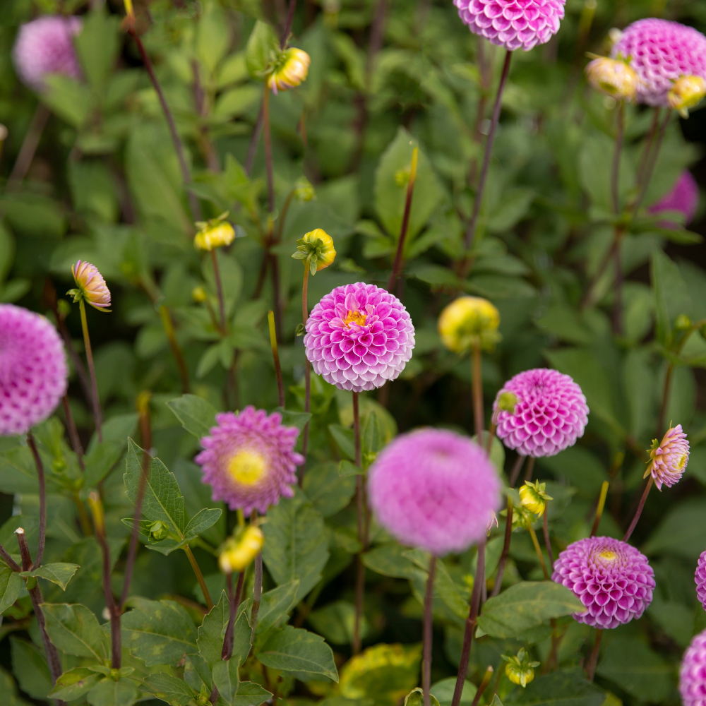 Dahlia 'Franz Kafka'
