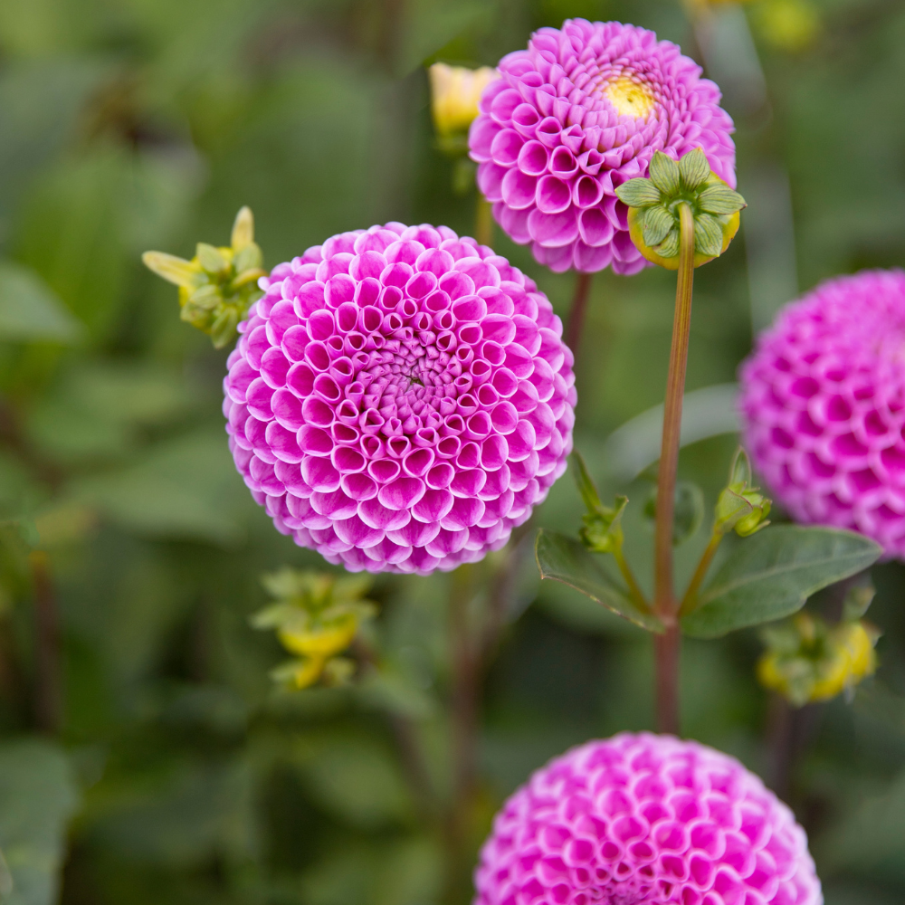 Dahlia 'Franz Kafka'