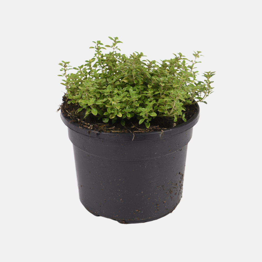 Thym citronné Pot à herbes 14 cm Thymus citriodorus