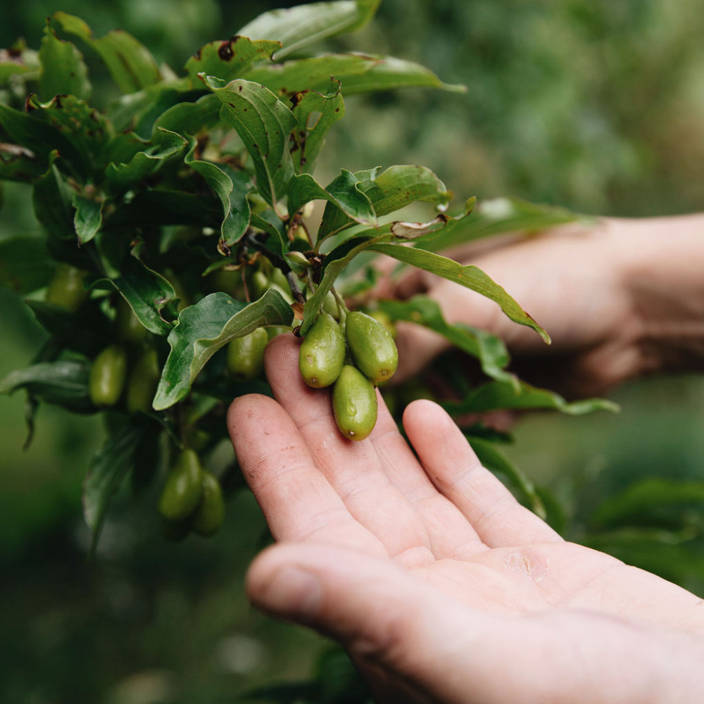 Yellow cherry dogwood 'Elegantnyj' - Red berries