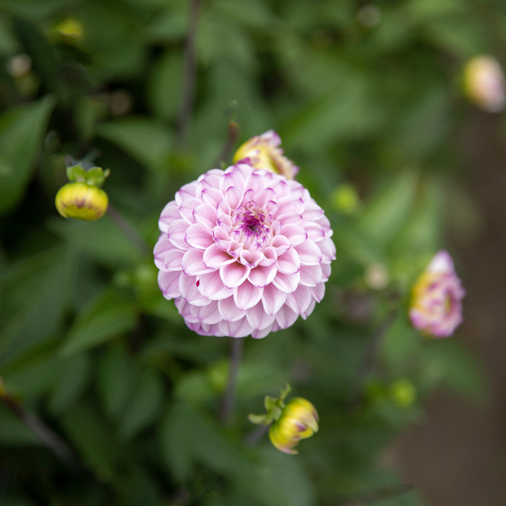 Coffret Dahlia XXXXL (avec nos 56 variétés)