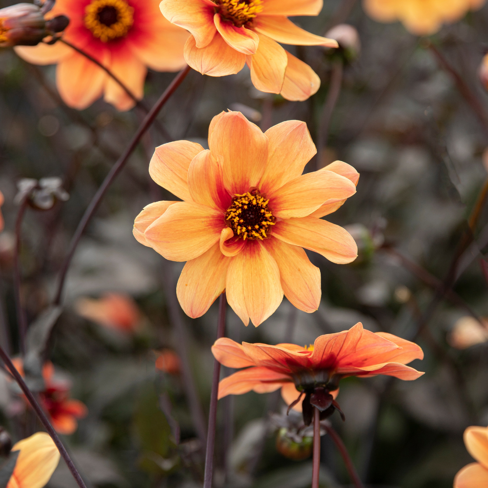 Dahlia 'HS Date'