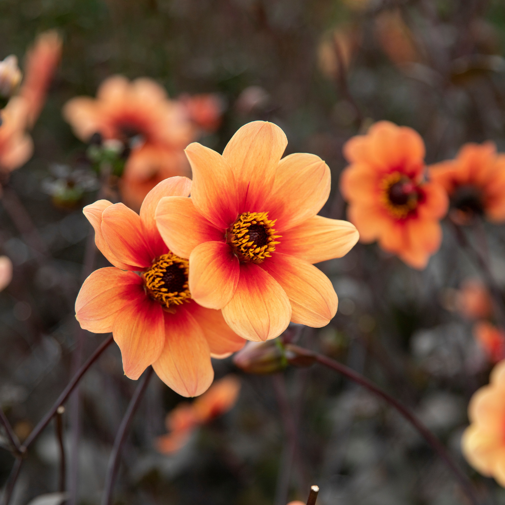 Dahlia package XXXXL package (with all our 56 varieties)