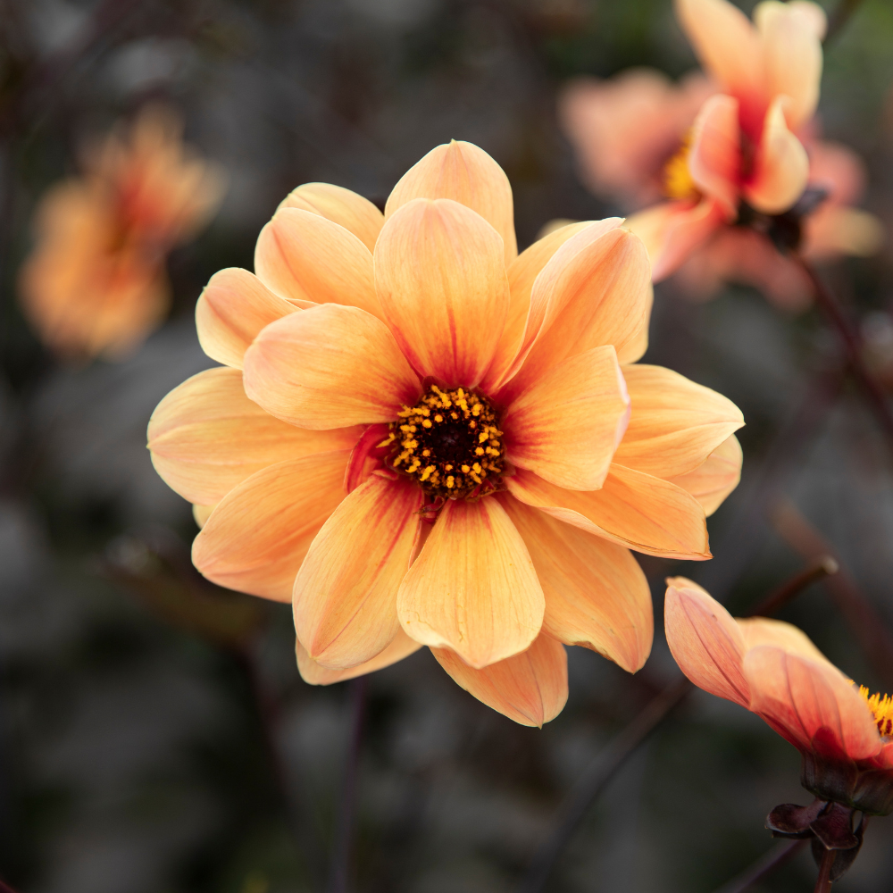 Dahlia 'HS Date'