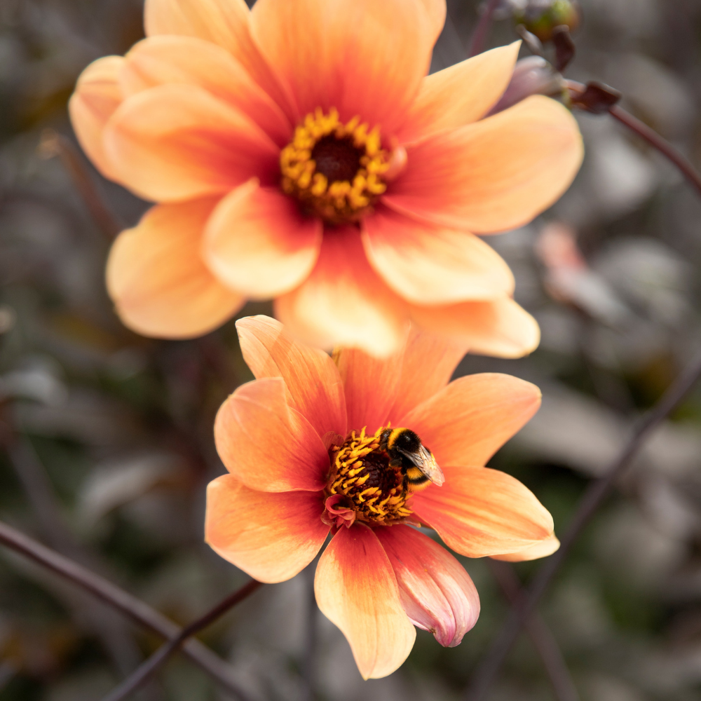 Dahlia 'HS Date'