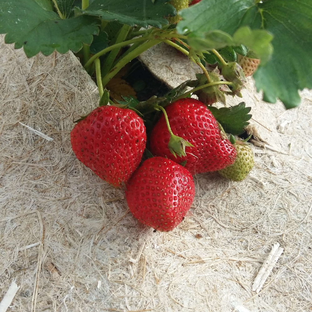 Toile de paillage/toile de racine de chanvre 0,56 m de large (longueur variable) BIO