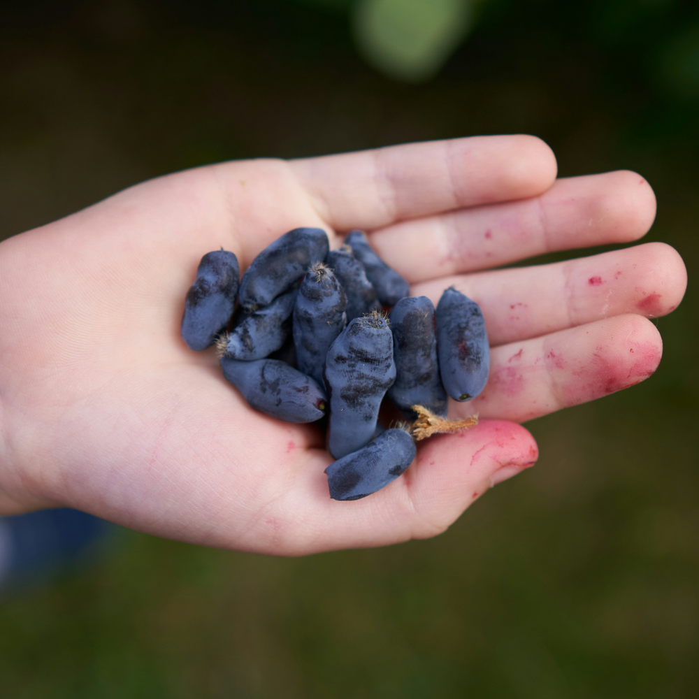 Miel 'Boreal Blizzard'