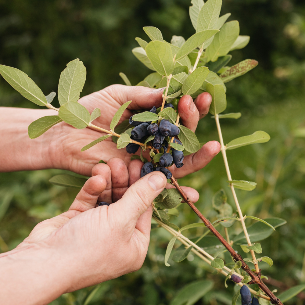 Honingbes 'Boreal Blizzard’ BIO - Vroeg