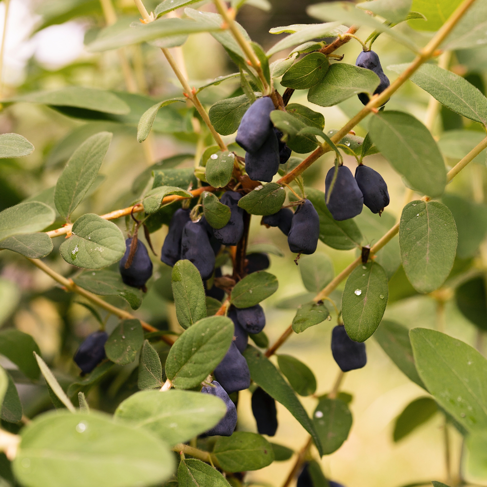 Honingbes 'Boreal Blizzard’ BIO - Vroeg