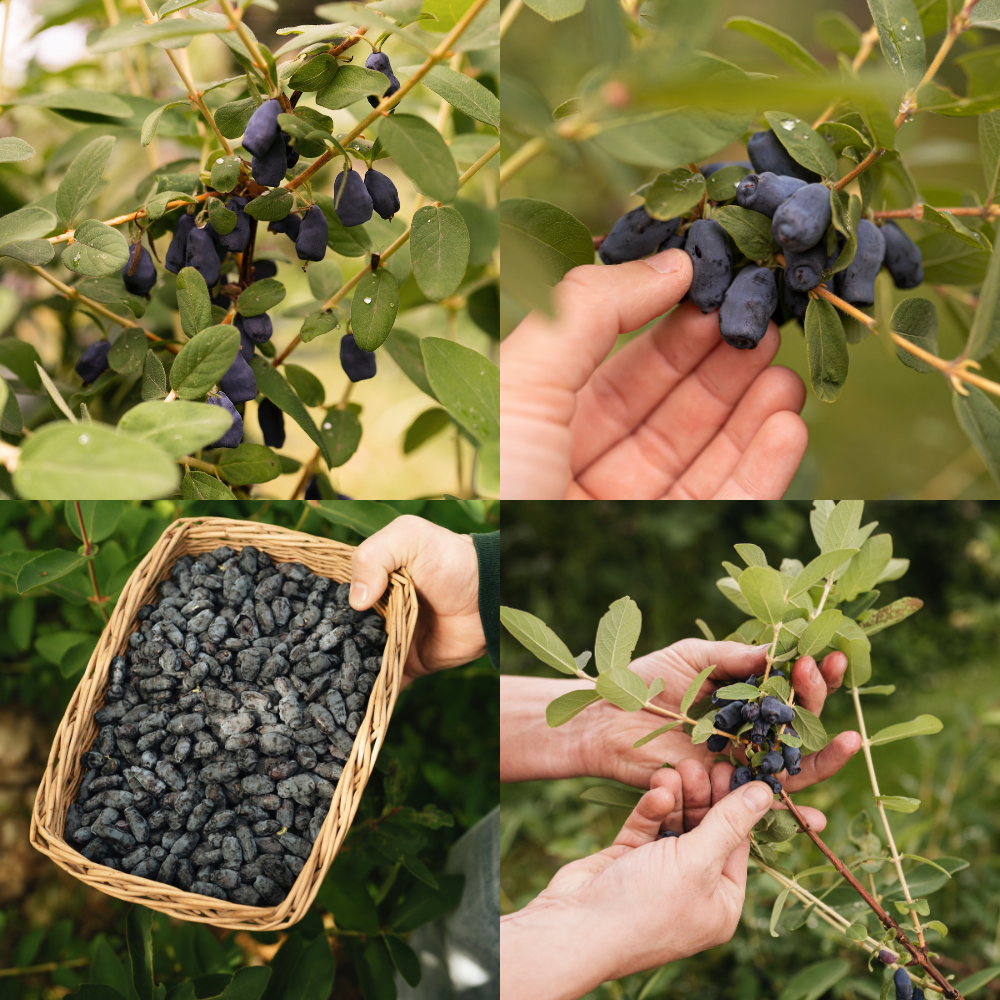 Miel 'Boreal Blizzard'