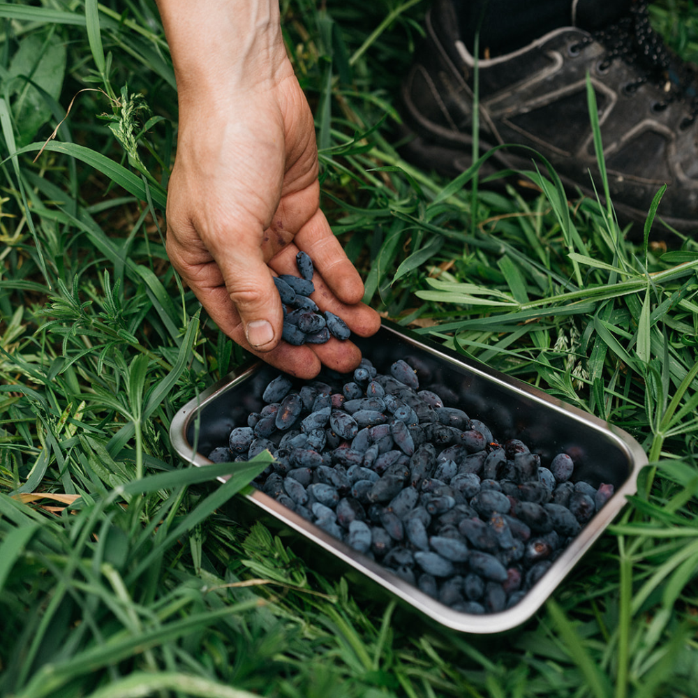 Honingbes 'Boreal Blizzard’ BIO - Vroeg