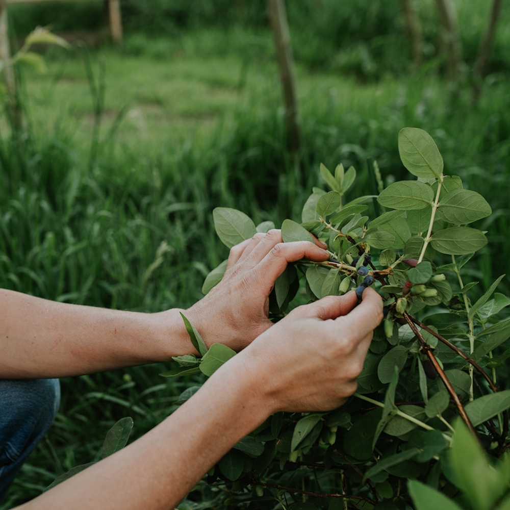 Miel 'Sensation Fraise'