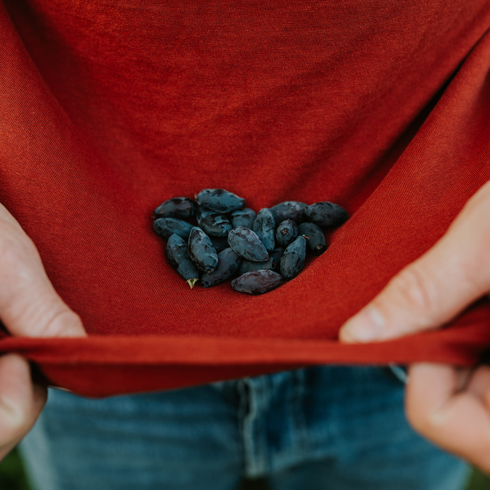 Miel 'Sensation Fraise'