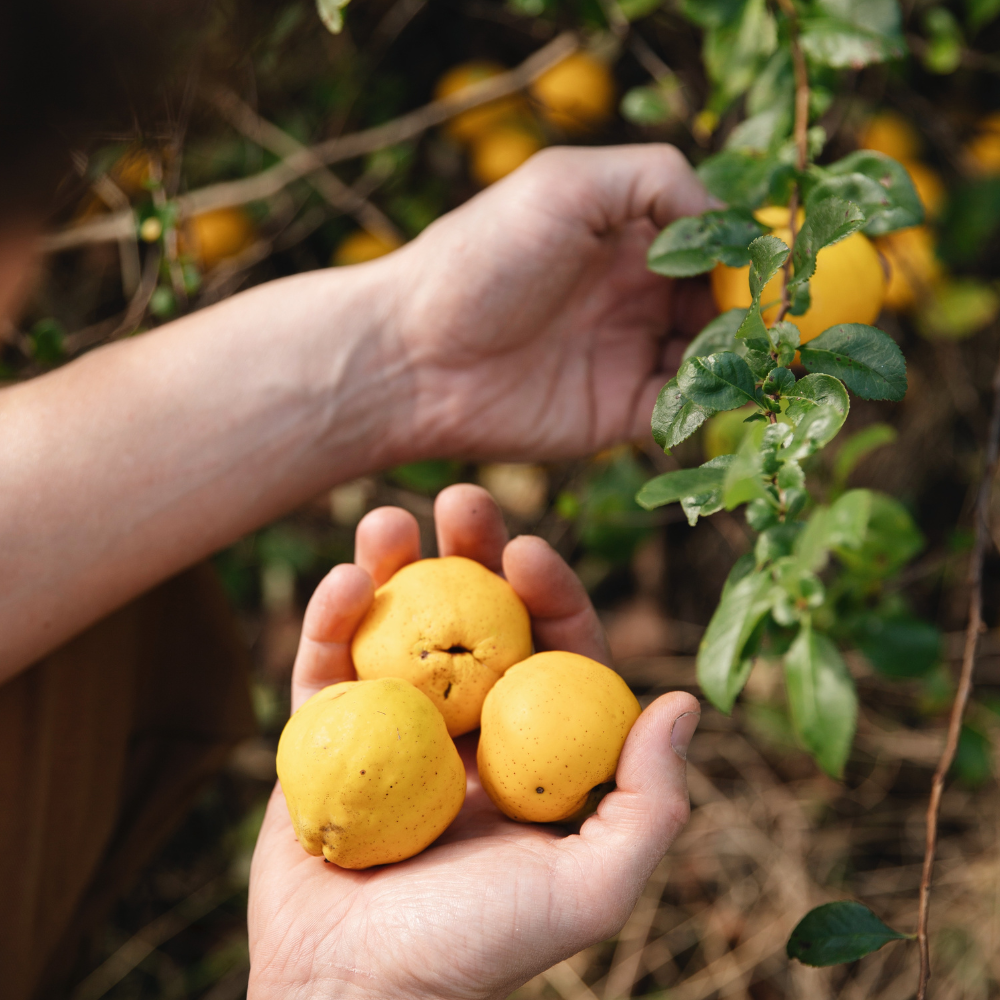 Châtaignier à tige basse BIO