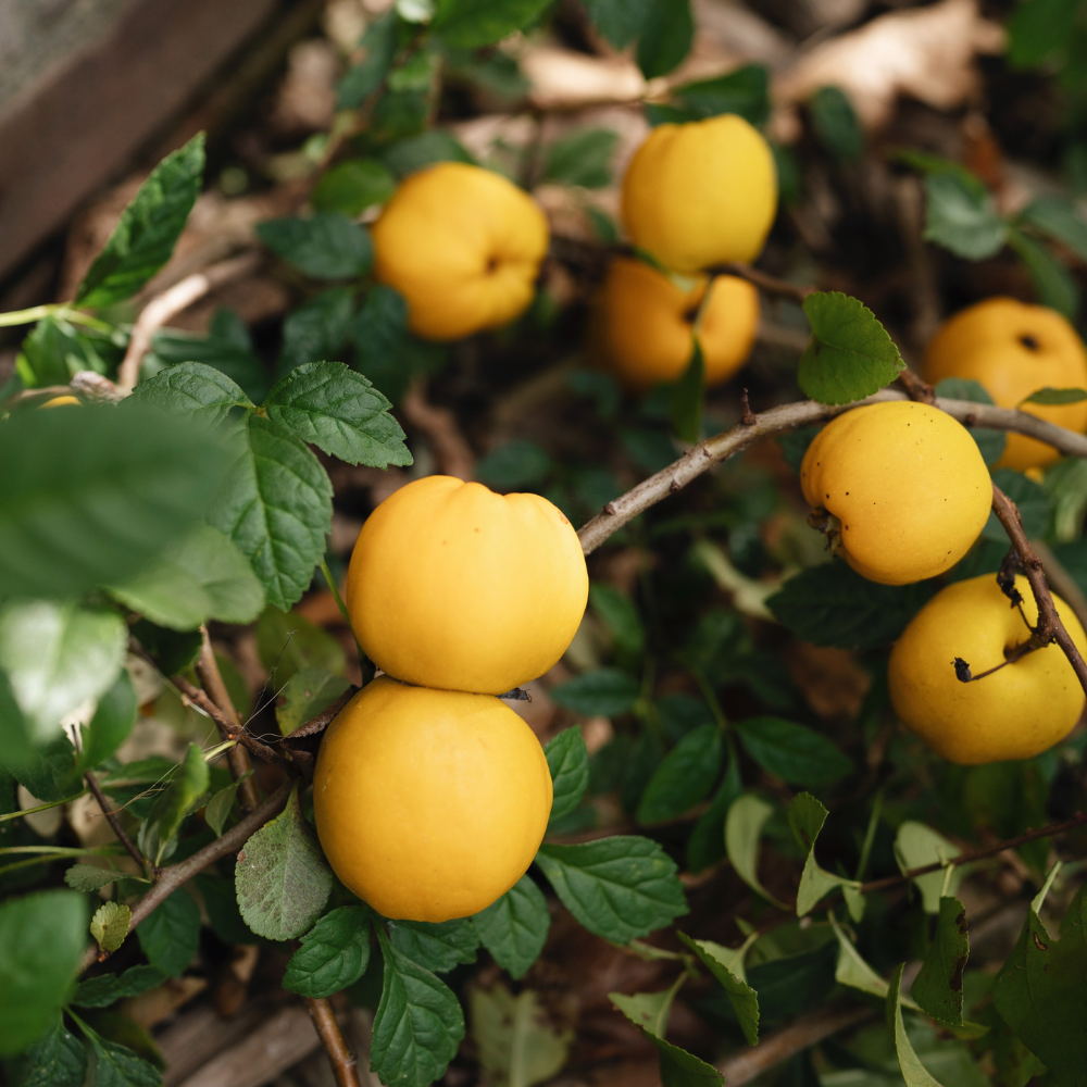 Châtaignier à tige basse BIO