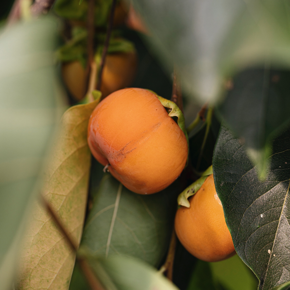 Poire Nashi 'Hayatama'