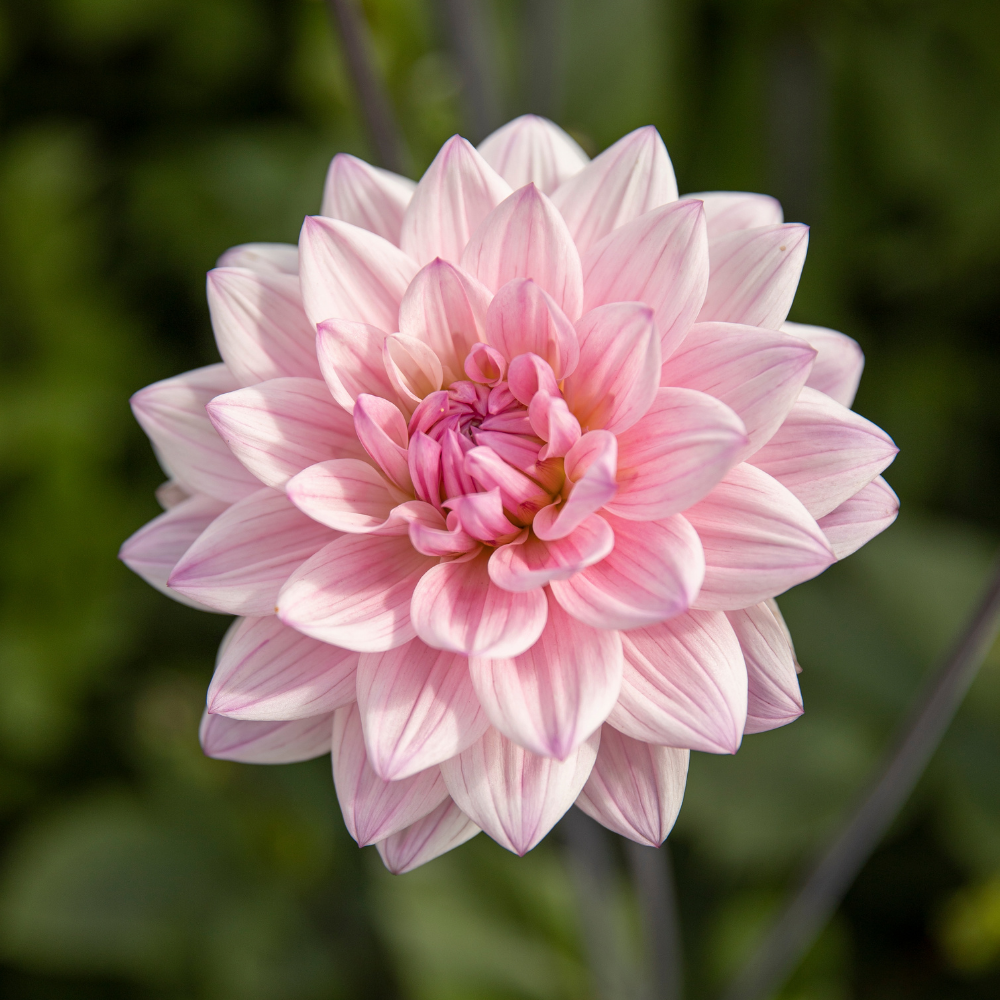 Dahlia 'Karma Prospero'