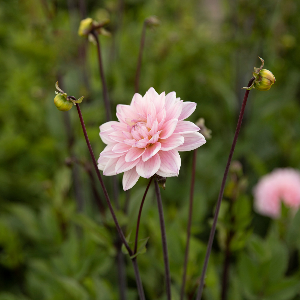 Dahlia 'Karma Prospero'