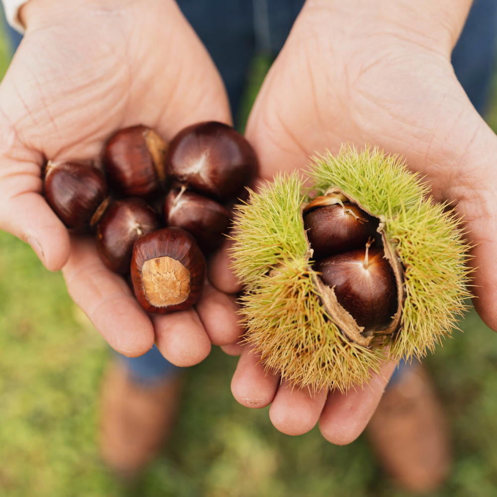 Kastanjeboom 'Bouche de Bétizac' BIO