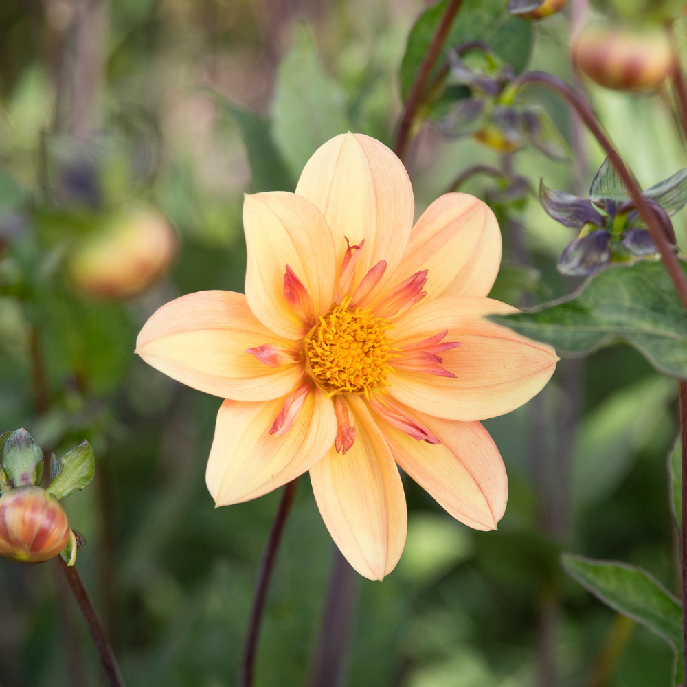 Dahlia 'Kelsey Annie Joy'
