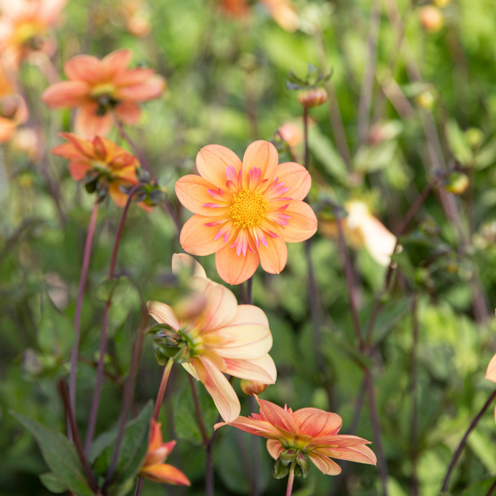 Dahlia 'Kelsey Annie Joy'