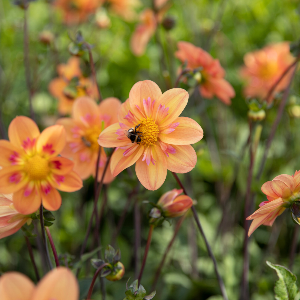 Dahlia pakket 'Nina's 12 favorieten'