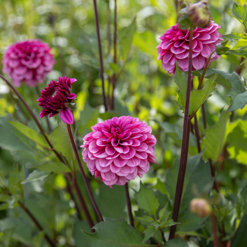 Dahlia 'Lizzy la rieuse'