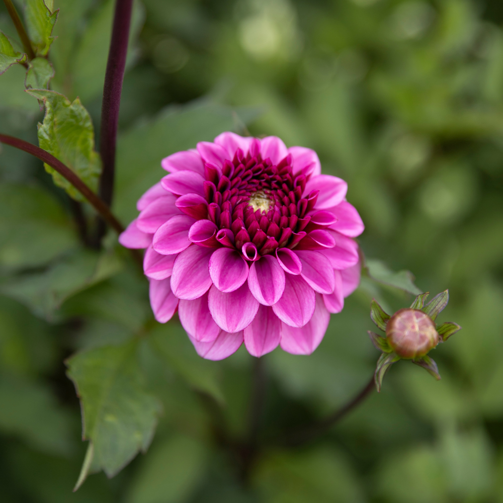 Dahlia 'Lizzy la rieuse'