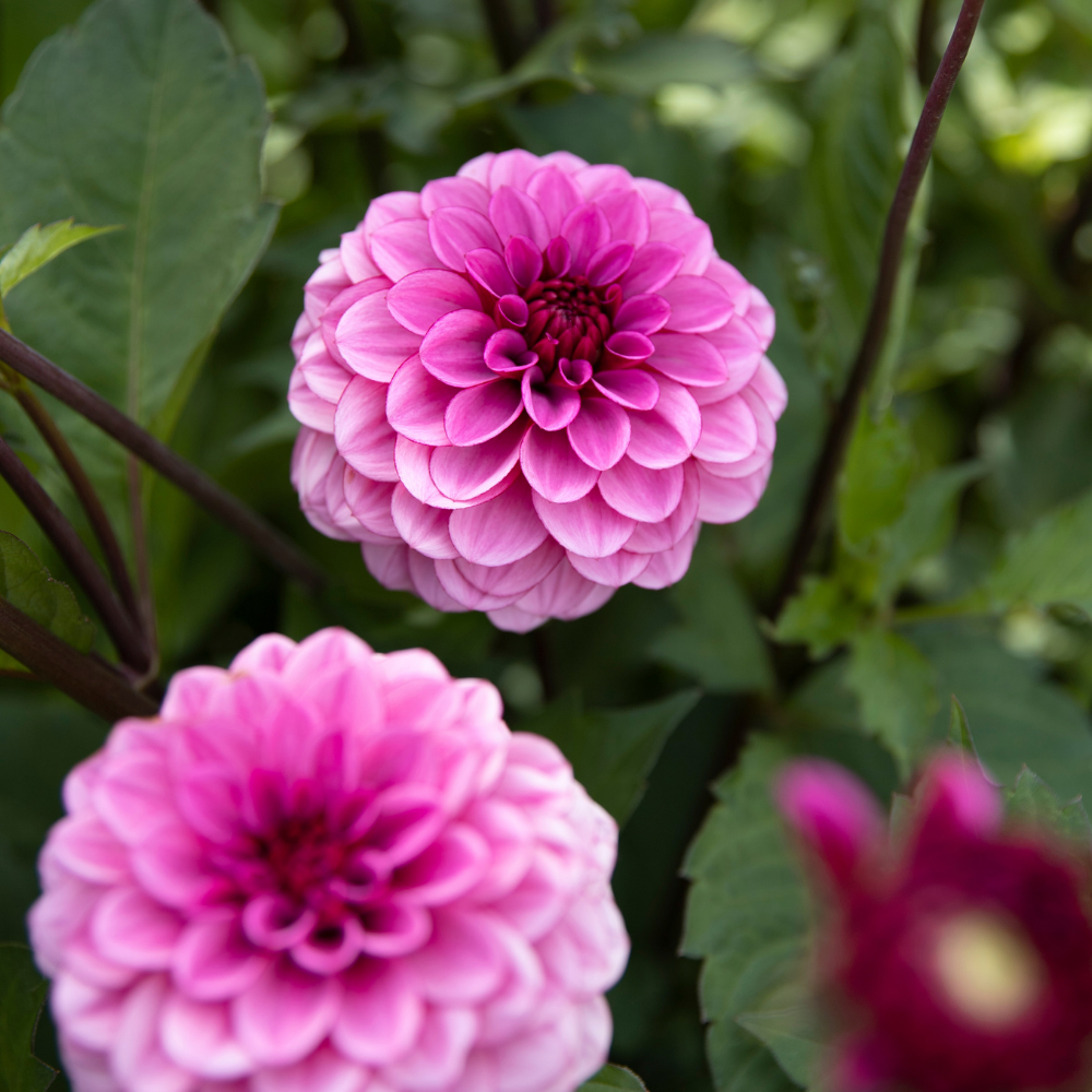 Dahlia 'Lizzy la rieuse'