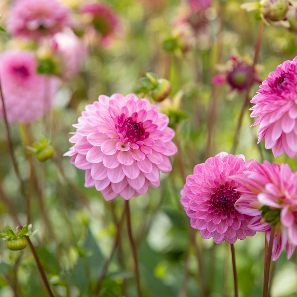 Coffret Dahlia XXXXL (avec nos 56 variétés)