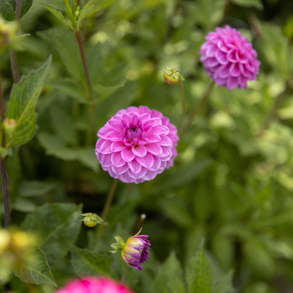 Dahlia 'Petit Robert'