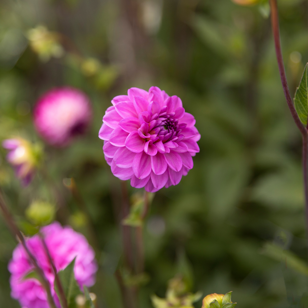 Dahlia 'Petit Robert'