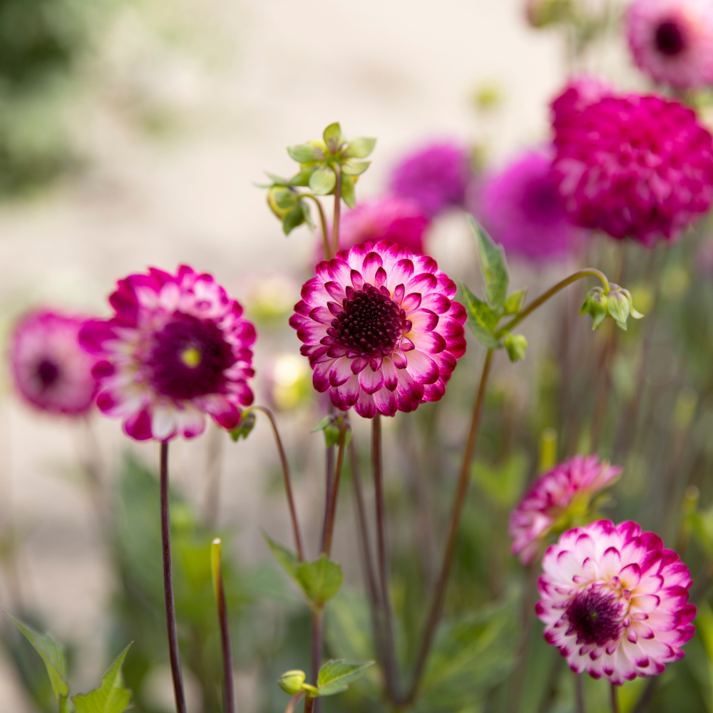 Coffret Dahlia XXXXL (avec nos 56 variétés)