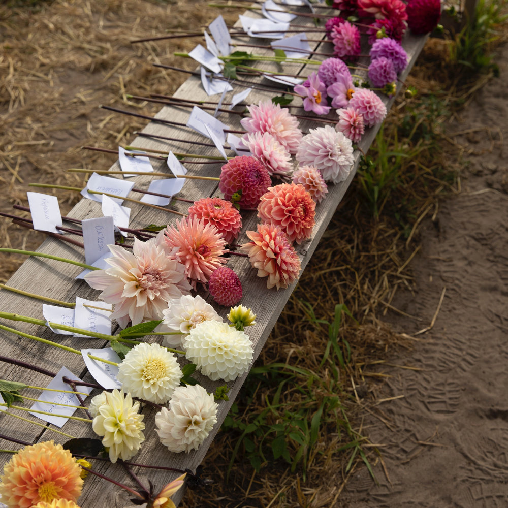 Dahlia package XXXXL package (with all our 56 varieties)