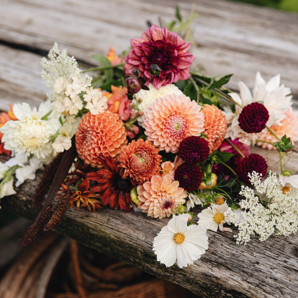 Dahlia package XXXXL package (with all our 56 varieties)