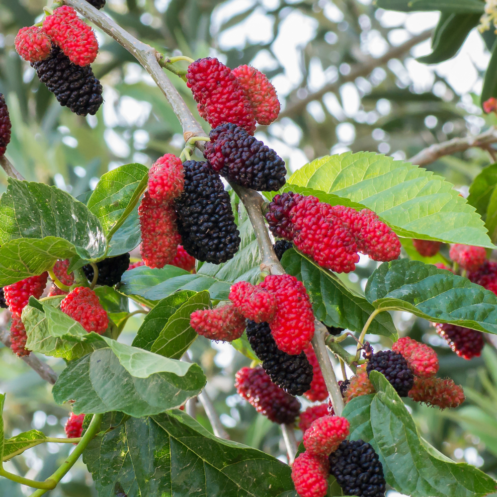 Mulberry Morus rubra 'Illinois Everbearing'