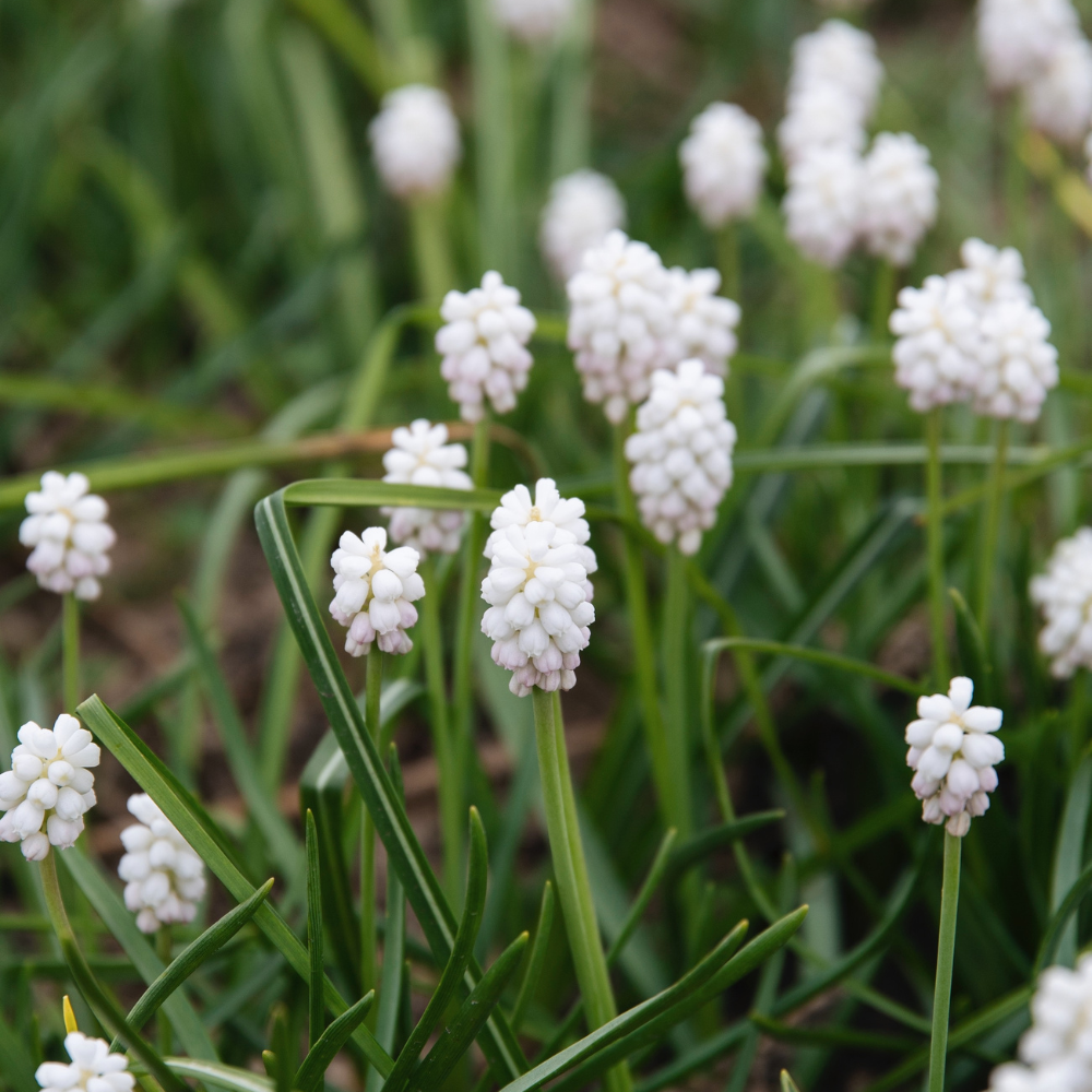 Muscari botryoides (white grape hyacinths) 'Casablanca' BIO
