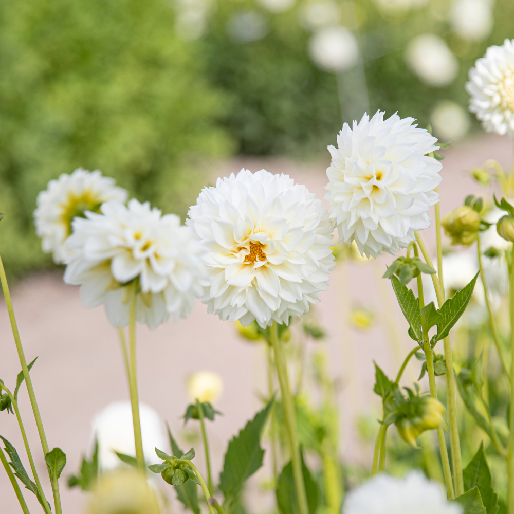 Dahlia package XXXXL package (with all our 56 varieties)